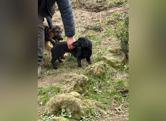 Ich heiße Cindy, Pflegestelle 63667 Nidda/Hessen