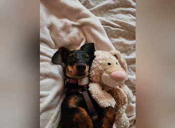 Jenny, Pflegestelle in 76646 Bruchsal