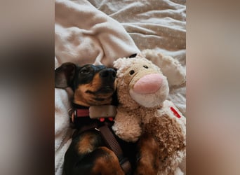 Jenny, Pflegestelle in 76646 Bruchsal