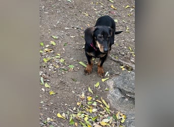 Jenny, Pflegestelle in 76646 Bruchsal