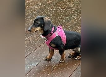 Jenny, Pflegestelle in 76646 Bruchsal