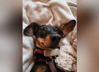 Jenny, Pflegestelle in 76646 Bruchsal