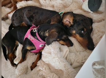 Jenny, Pflegestelle in 76646 Bruchsal