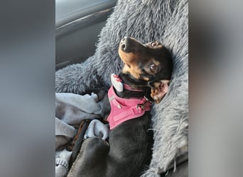 Jenny, Pflegestelle in 76646 Bruchsal