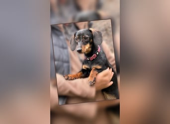 Jenny, Pflegestelle in 76646 Bruchsal