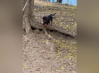 Jenny, Pflegestelle in 76646 Bruchsal