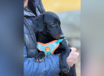 Ich heiße Cindy, Pflegestelle 63667 Nidda/Hessen