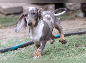 Tipli, süßes, fröhliches Dackelwelpen Mädchen geb. 06/2026