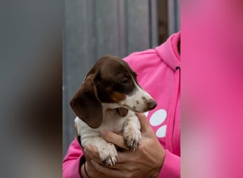 Csampi, fröhliches Dackelwelpen Mädchen geb. 06/2026