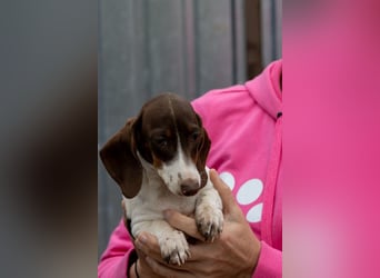 Csampi, fröhliches Dackelwelpen Mädchen geb. 06/2026