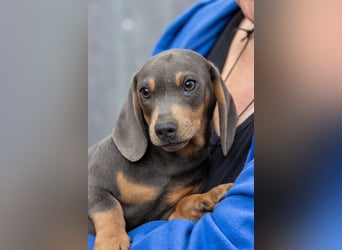Füles, zuckersüßer Dackelwelpe geb. 06/2026