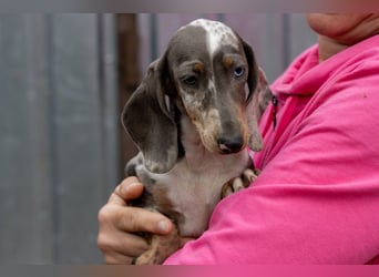 Tipli, süßes, fröhliches Dackelwelpen Mädchen geb. 06/2026