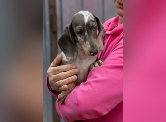 Tipli, süßes, fröhliches Dackelwelpen Mädchen geb. 06/2026