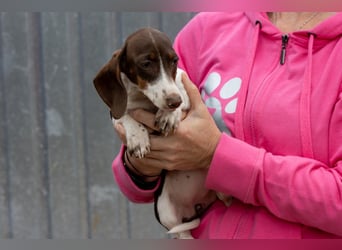 Csampi, fröhliches Dackelwelpen Mädchen geb. 06/2026