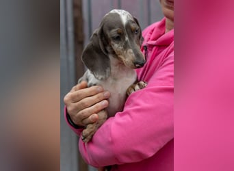Tipli, süßes, fröhliches Dackelwelpen Mädchen geb. 06/2026