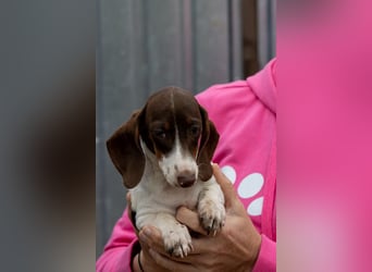 Csampi, fröhliches Dackelwelpen Mädchen geb. 06/2026