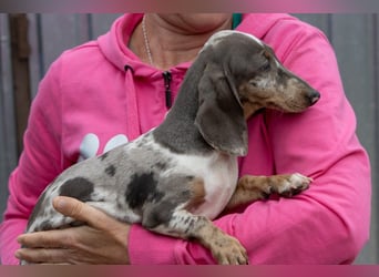 Tipli, süßes, fröhliches Dackelwelpen Mädchen geb. 06/2026