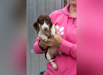 Csampi, fröhliches Dackelwelpen Mädchen geb. 06/2026