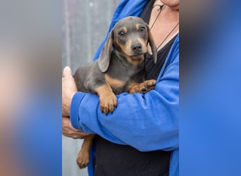 Füles, zuckersüßer Dackelwelpe geb. 06/2026