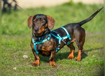 Jimmy (auf Pflegestelle in Schleswig Holstein)