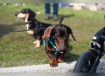 Jimmy (auf Pflegestelle in Schleswig Holstein)