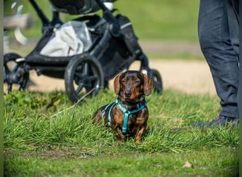 Jimmy (auf Pflegestelle in Schleswig Holstein)