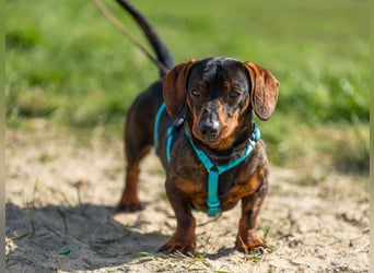 Jimmy (auf Pflegestelle in Schleswig Holstein)