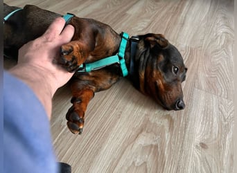 Jimmy (auf Pflegestelle in Schleswig Holstein)