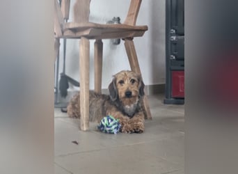 Fruji ist junge Rauhaar Zwergdackel Hündin
