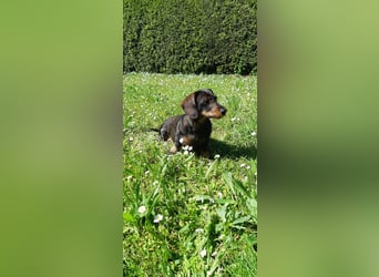 Onja - kleiner Dackel, große Hoffnung 