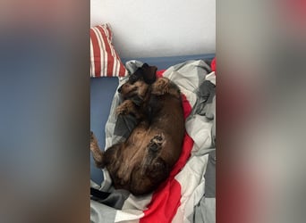 Onja - kleiner Dackel, große Hoffnung 