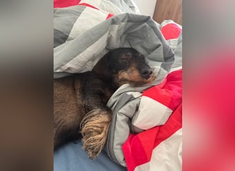 Onja - kleiner Dackel, große Hoffnung 