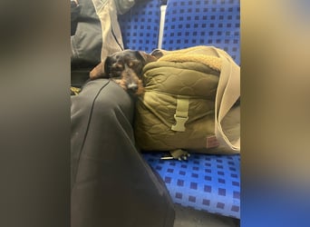 Onja - kleiner Dackel, große Hoffnung 