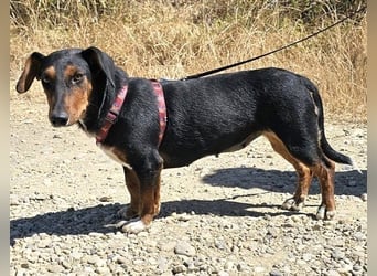Dackelmix Esme 34cm geb. 08/2024 wartet auf liebe Menschen
