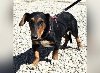 Dackelmix Esme 34cm geb. 08/2024 wartet auf liebe Menschen