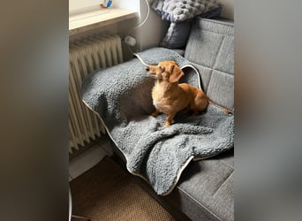 Kleine, verschmuste Dackel Mix Dame Kira