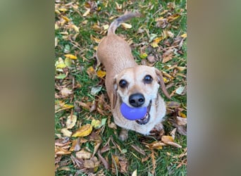 Kleine, verschmuste Dackel Mix Dame Kira