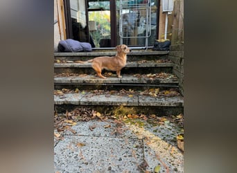 Kleine, verschmuste Dackel Mix Dame Kira