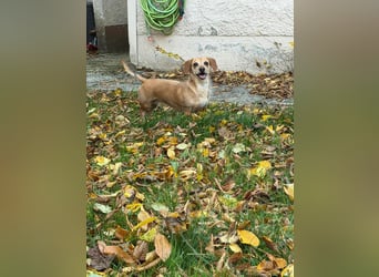 Kleine, verschmuste Dackel Mix Dame Kira