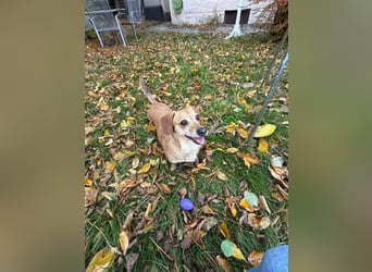 Kleine, verschmuste Dackel Mix Dame Kira