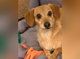 Kleine, verschmuste Dackel Mix Dame Kira