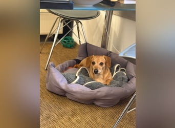 Kleine, verschmuste Dackel Mix Dame Kira