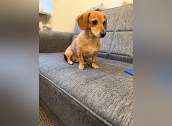 Kleine, verschmuste Dackel Mix Dame Kira