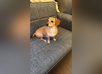 Kleine, verschmuste Dackel Mix Dame Kira