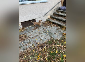 Kleine, verschmuste Dackel Mix Dame Kira