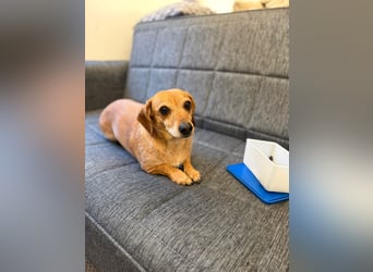 Kleine, verschmuste Dackel Mix Dame Kira