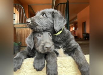 Irische Wolfshunde/ Irish Wolfhound Welpen