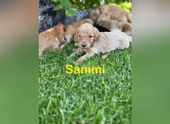 Aussiedoodle / Aussiepoo  F1b