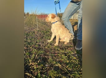 Berci, 1 Jahr, 35cm, wartet auf sein Glück