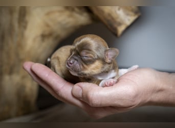 Supersüßes Mini Chihuahua Mädchen